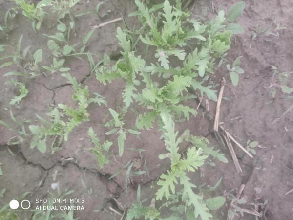 夏天的時候在田地裡收養的小貓咪，如今已然變成了胖橘