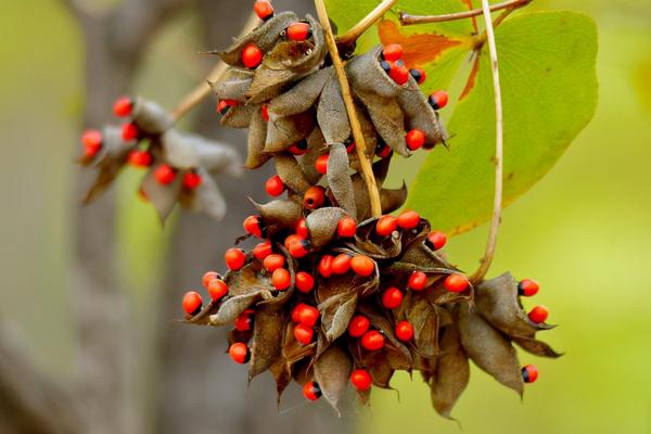 100種有毒的花和果，生活中很常見，出門要小心，避免受傷害