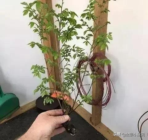 老枝扦插迅速獲取成品盆景的秘密