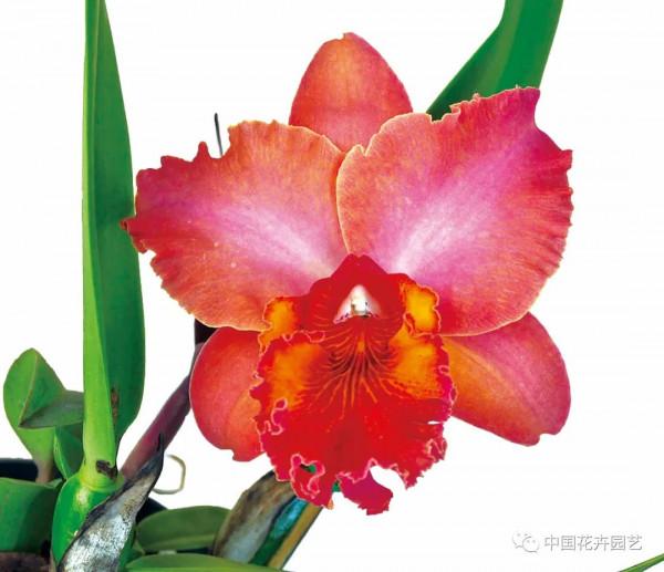 雍容華麗的卡特蘭 &vert; 新品