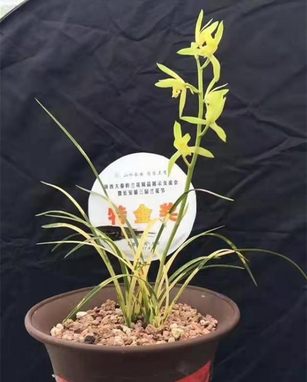4年前,陝西蘭展上一顆蕙蘭獲得特金獎,後來以150萬元的價格成交 4年前,陝西蘭展上一顆蕙蘭獲得特金獎,後來以150萬元的價格成交