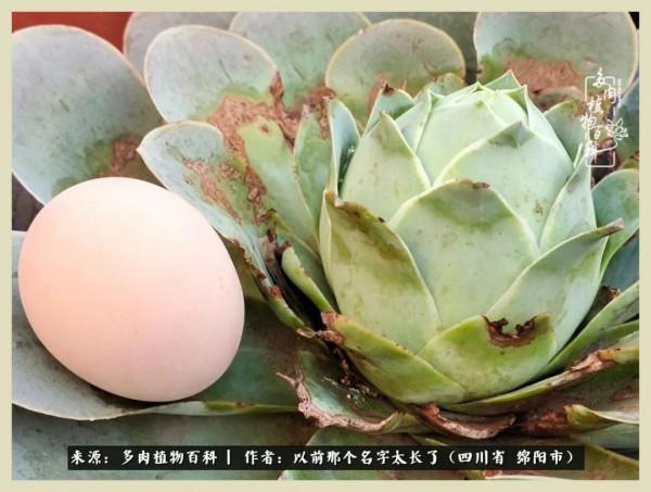 我只在乎你!以愛之名種下玫瑰一片 我只在乎你!以愛之名種下玫瑰一片