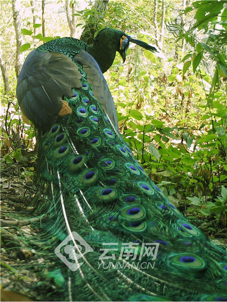 COP15丨讓更多綠孔雀翱翔於碧水丹山