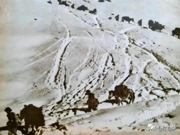 上世紀50年代，解放軍西北平叛，聚集全軍騎兵，進行大決戰