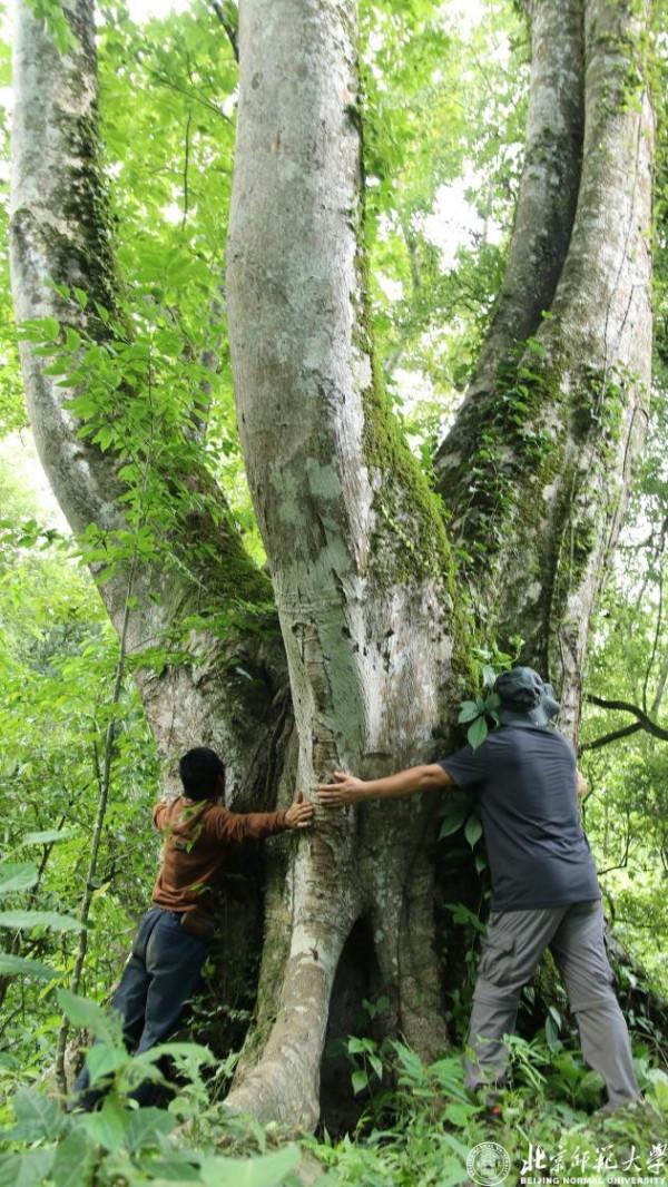 這種核桃，曾被公認滅絕！北京博士深入雲南哀牢山，首次發現，引發國際關注！
