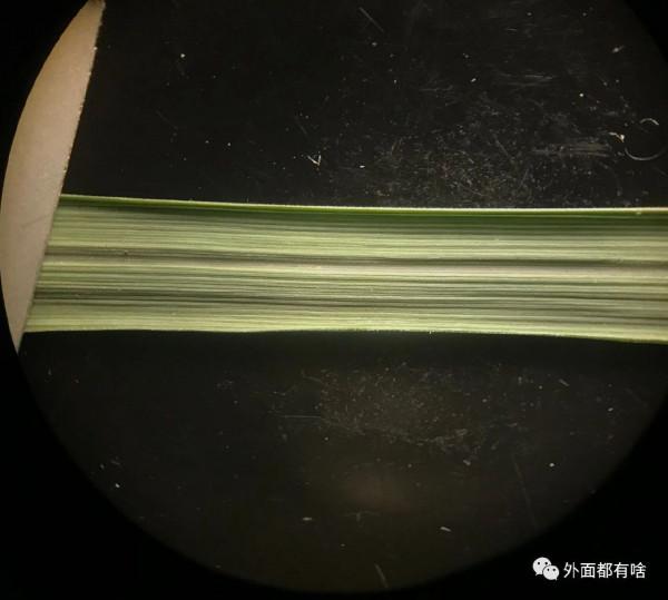 令人驚奇的葉沿——讓孩子學會使用常用工具系列