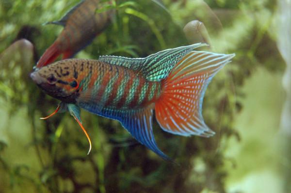 中國原生觀賞魚之叉尾鬥魚 中國原生觀賞魚之叉尾鬥魚