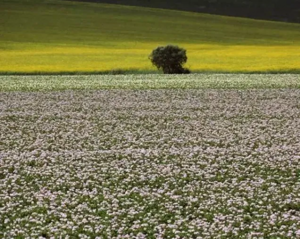 《孤獨星球》公佈今年國內10個最值得遊覽地區，帶上你的TA出發吧