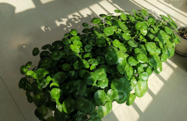 這3個細節到位，家庭養殖銅錢草，枝葉豐茂、更富有生機