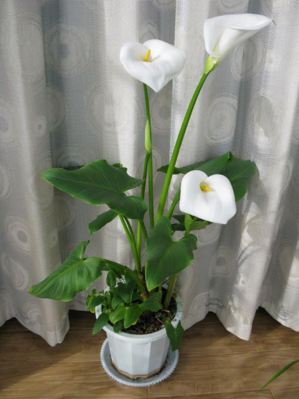 100種有毒的花和果，生活中很常見，出門要小心，避免受傷害