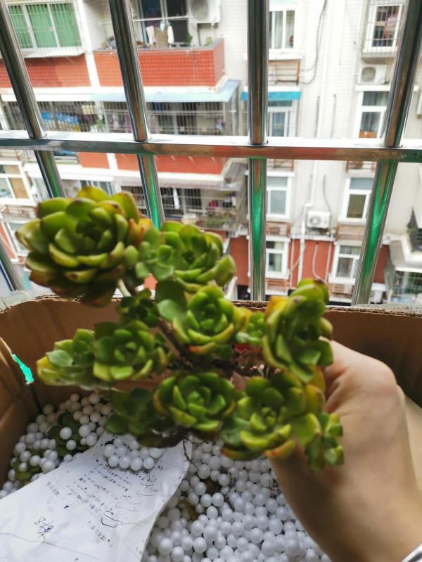 今天到了箱多肉開箱