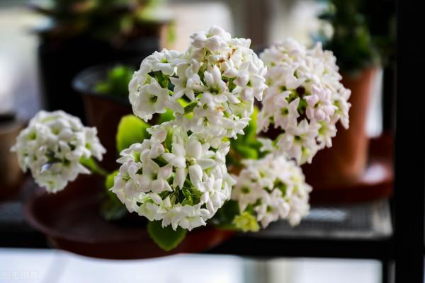 秋天種花，3種要晚種，3種要早種，你知道分別是哪3種嗎