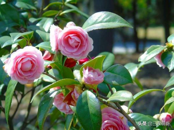 11種&OpenCurlyDoubleQuote;旺宅花&rdquo;愛喝醋，半月1小杯，葉漂亮花開不停