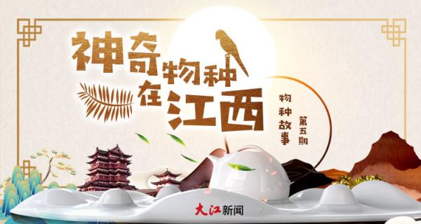 神奇物種在江西丨花花的世界,原來你是這樣的蝴蝶 神奇物種在江西丨花花的世界,原來你是這樣的蝴蝶