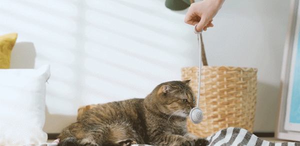 一球一棒，讓貓咪重新動起來