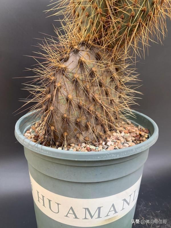 金光閃閃的仙人掌