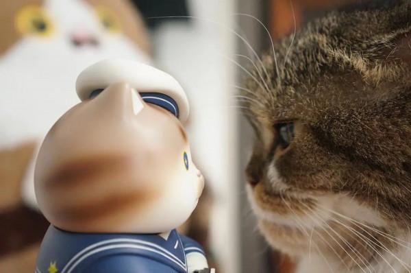 《養貓那些事兒》，笑不活了家人們