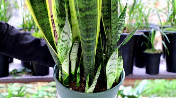 虎皮蘭有“3怕2不喜”，難怪東倒西歪，從不出“新芽”