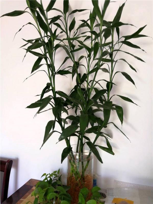 家裡光線差，就養17種“陰性花”，漂亮有格調，貴氣又吉利