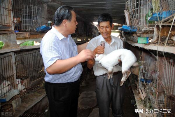河北一老農，養兔安空調，一窩產11只，母兔利潤1000元，年入15萬