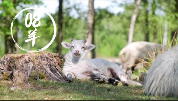 十二生肖輕鬆打油版,精彩多多,趣味多多,歡迎收藏,歡迎轉發 十二生肖輕鬆打油版,精彩多多,趣味多多,歡迎收藏,歡迎轉發