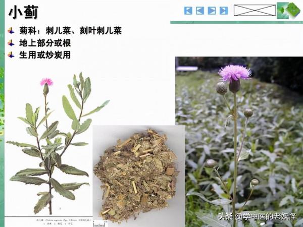 每天學習一味中藥——小薊 每天學習一味中藥——小薊