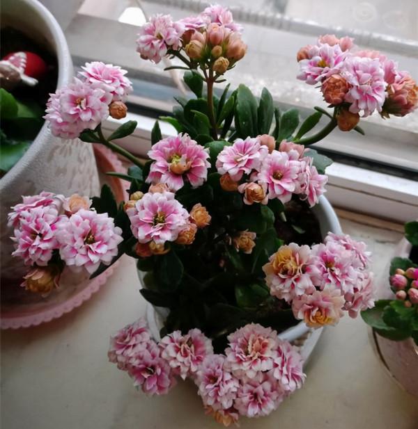 9種漂亮花,越冷越要曬太陽,控水薄肥,才能開得“奼紫嫣紅” 9種漂亮花,越冷越要曬太陽,控水薄肥,才能開得“奼紫嫣紅”