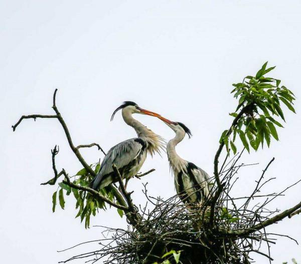 識鳥課堂|美麗的蒼鷺欣賞 識鳥課堂|美麗的蒼鷺欣賞