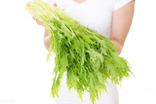 東北人愛吃的雪裡紅到底是什麼菜