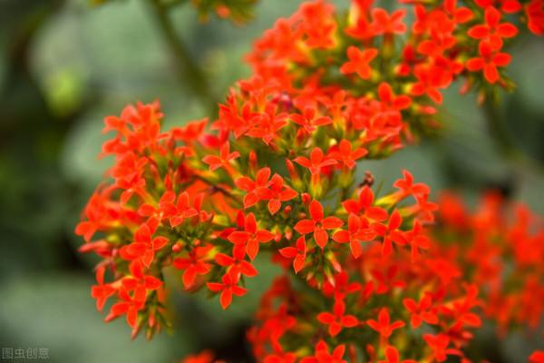 花盆越小開花越好的“皮實”花，塞進小花盆裡，好養又好看