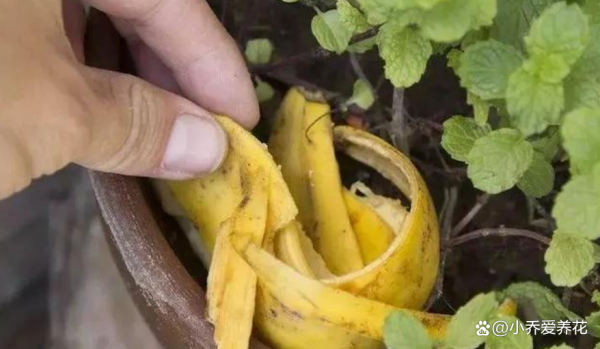吃剩下的香蕉皮別扔，給花一吃，七天就能躥出5個芽