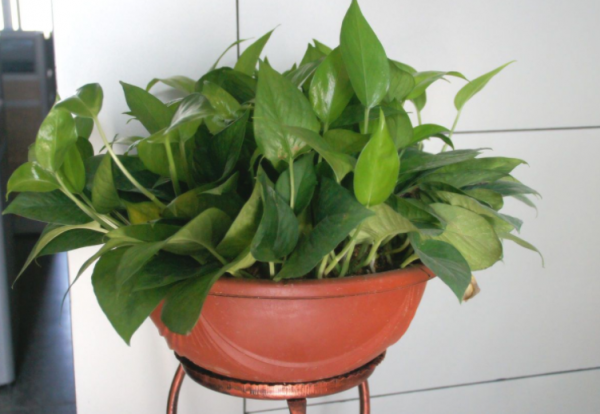 &ZeroWidthSpace;改善衛生間空氣質量，養花就養&OpenCurlyDoubleQuote;這4樣&rdquo;，養眼好活，實用價值高