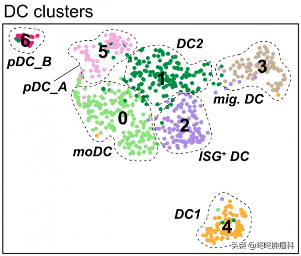 癌細胞自行消退的關鍵找到了：潛伏癌後的“吹哨人”——DC2細胞