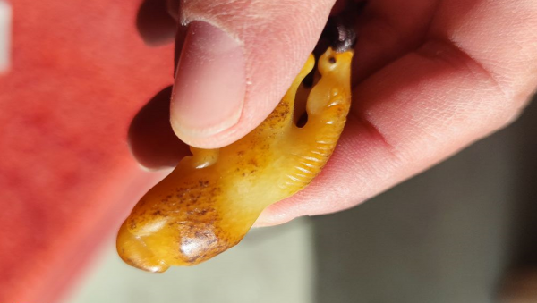 黃沁籽料，小黃馬。大開門，品質很不錯