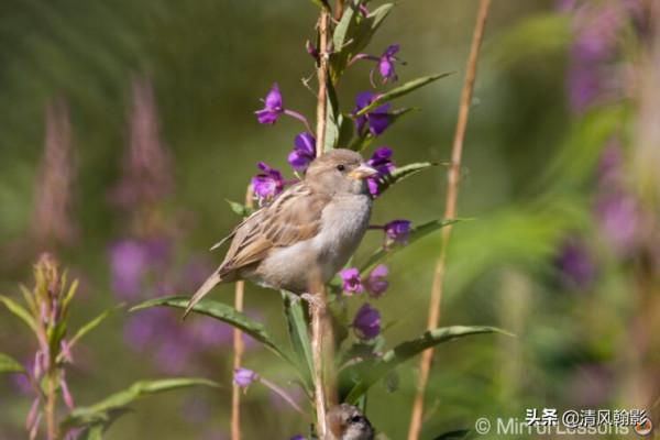 佳能微單800和600長焦鏡頭怎麼樣?不算權威的評測瞭解下 佳能微單800和600長焦鏡頭怎麼樣?不算權威的評測瞭解下