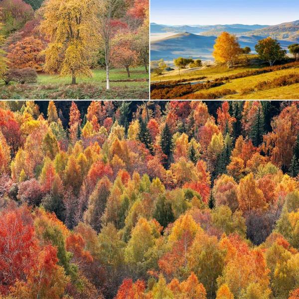 兒童畫教程|趣味色彩美術課程《萬山紅遍,層林盡染》 兒童畫教程|趣味色彩美術課程《萬山紅遍,層林盡染》