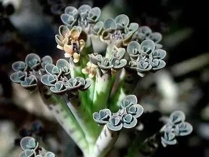 8種長相奇葩的多肉，讓人腦洞大開，你能想象得到它們的長相嗎？