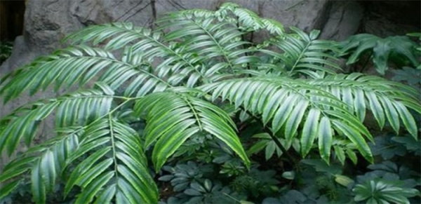 觀音坐蓮蕨養殖方法：盆栽注意4個要點，葉片青翠、茂盛