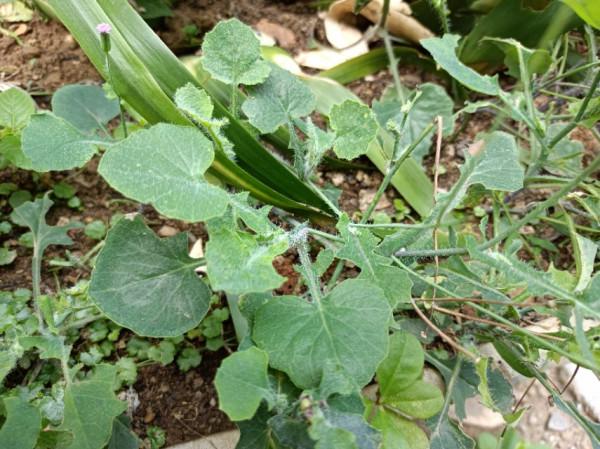 農村2種常見的野菜，家鄉人都喜歡吃，藥食兩用效果好，誰吃誰好