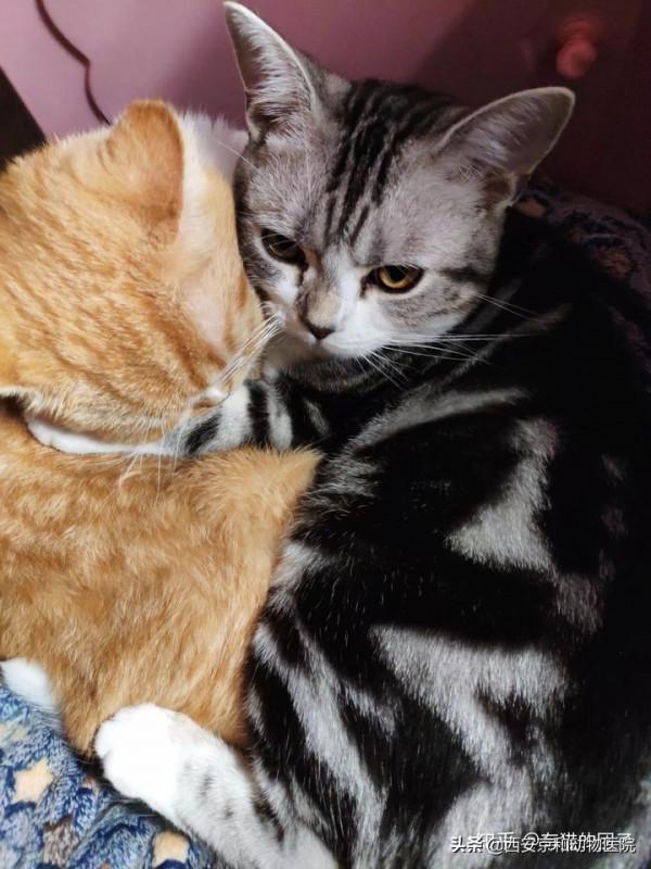 你見過最有氣勢的貓長什麼樣子? 你見過最有氣勢的貓長什麼樣子?