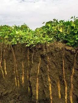 小冬瓜西瓜捲心菜……迷你蔬果的來歷你都瞭解嗎? 小冬瓜西瓜捲心菜……迷你蔬果的來歷你都瞭解嗎?