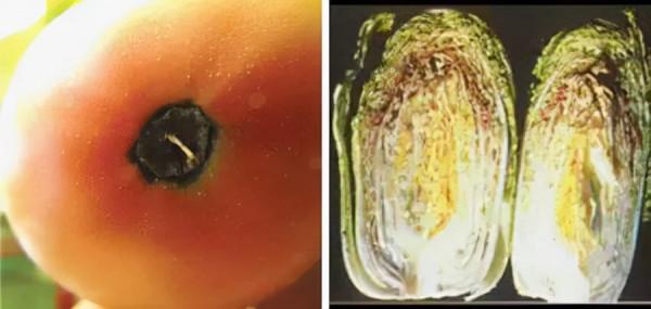 超全植物肥料知識,建議收藏 超全植物肥料知識,建議收藏