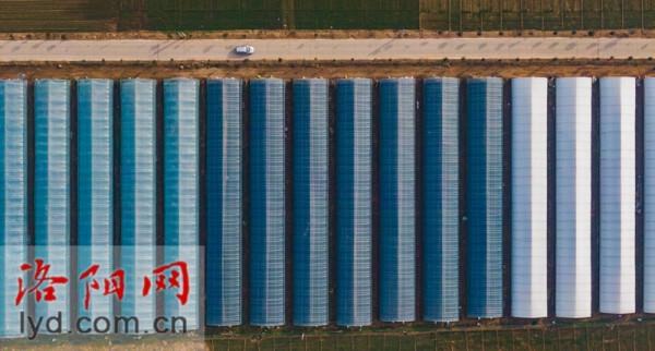 偃師區翟鎮鎮：果蔬大棚喜獲豐收 特色種植助推振興「組圖」