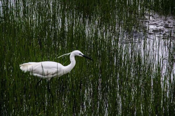【生態靈壽】白鷺飲水 【生態靈壽】白鷺飲水