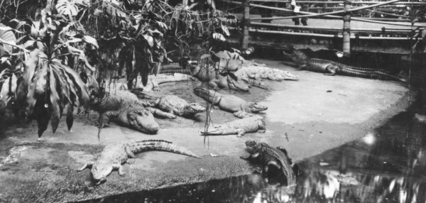 希特勒的“寵物鱷魚”去哪了？