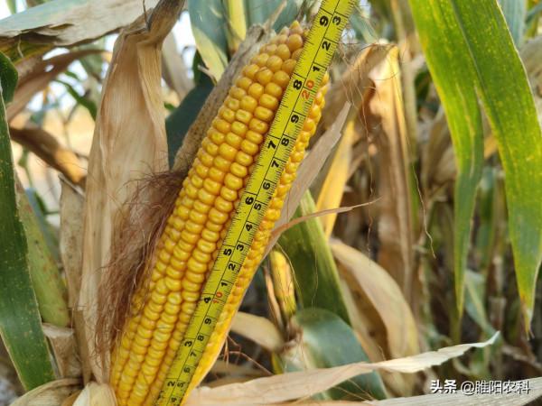 這個玉米新品種，平均畝產1783.8斤，重新整理黃淮海機收單產紀錄