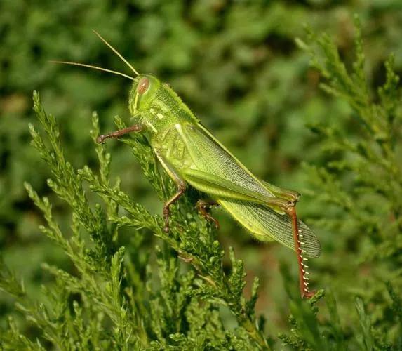 神奇的荒野（紀錄片）