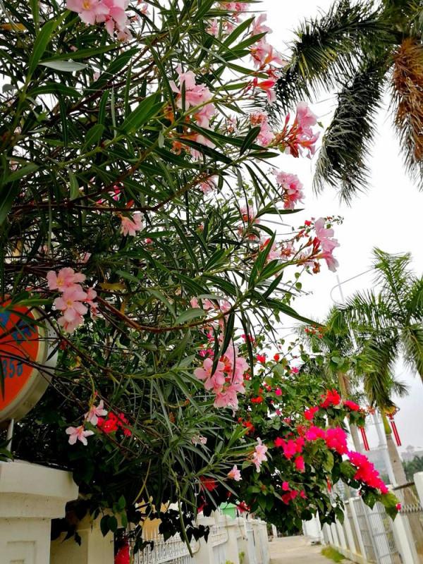 北海散記之花卉篇（下）