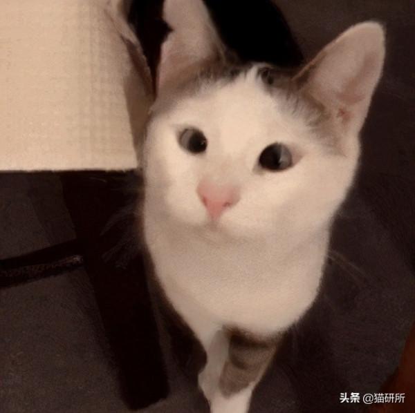 貓咪“鬥雞眼”是咋回事,會影響正常生活嗎? 貓咪“鬥雞眼”是咋回事,會影響正常生活嗎?