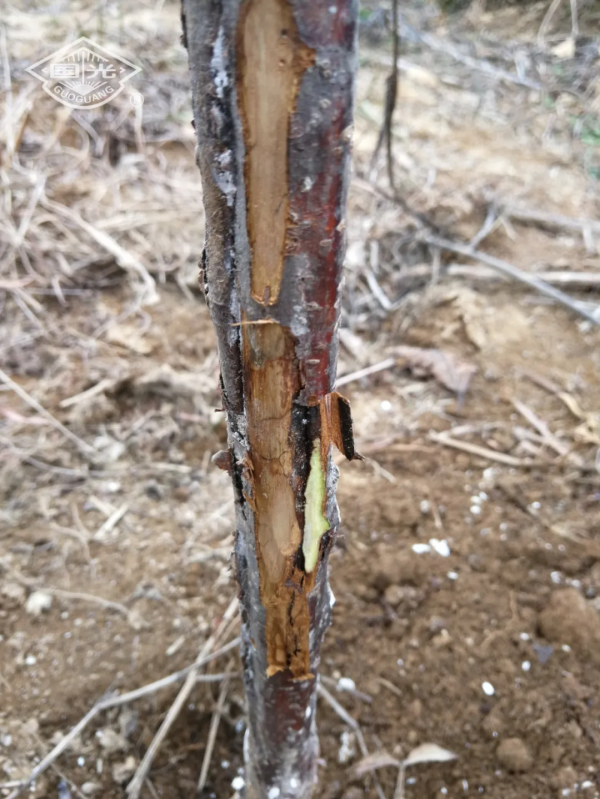 國光冬保護“三部曲”保護果樹枝幹，助力豐產豐收